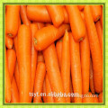 fresh carrot for healthy food market thailand M size